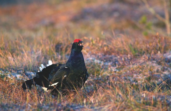 I. Po Jonavos rajoną su Ričardu Anusausku. Pirmasis susitikimas su angimi