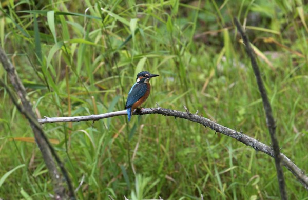 I. Po Jonavos rajoną su Ričardu Anusausku. Pirmasis susitikimas su angimi