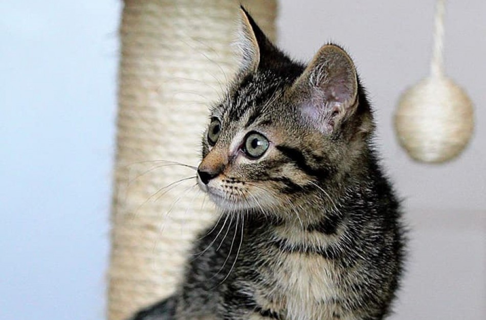  VMVT siūlo griežtinti nuobaudas už gyvūnų gerovės pažeidimus