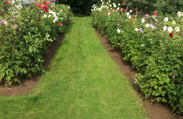 Marijonos Širvelinės sodyboje – įspūdinga ir įvairiaspalvė jurginų alėja 