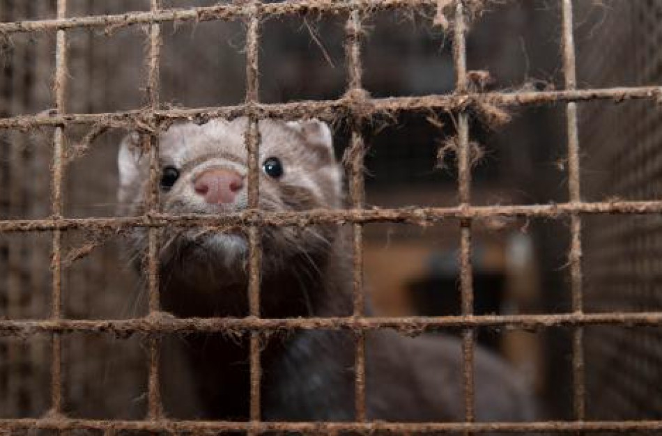 Informacija dėl kailinių žvėrelių laikymo