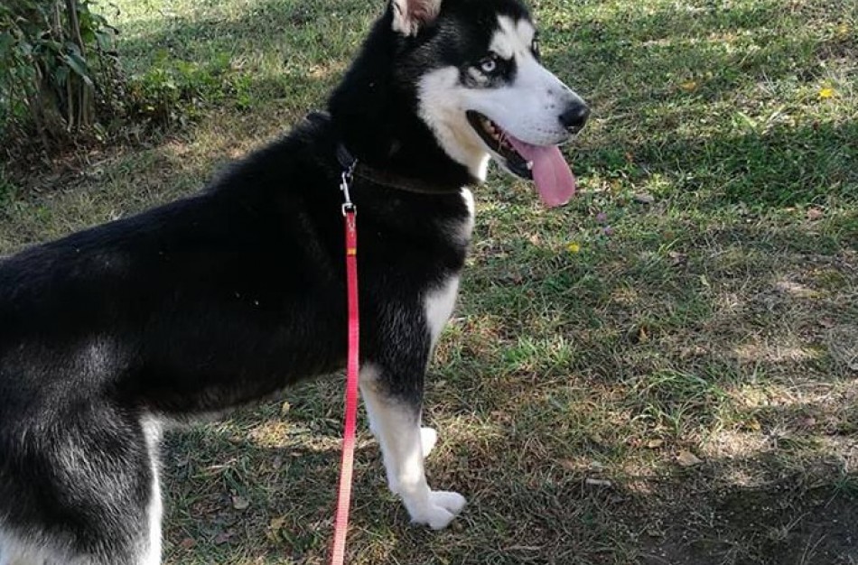 Jonavietė: „Visuomenininkė Jūratė Cvirkienė galimai kankino šunį“ 