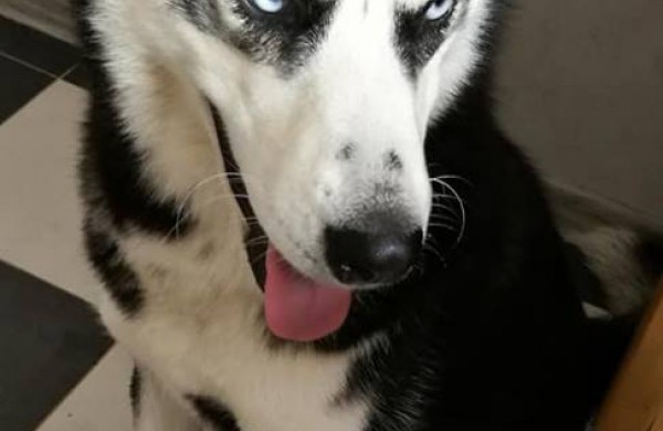 Jonavietė: „Visuomenininkė Jūratė Cvirkienė galimai kankino šunį“ 