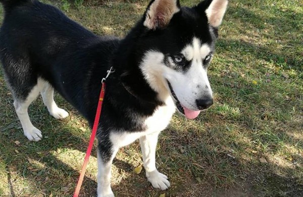 Jonavietė: „Visuomenininkė Jūratė Cvirkienė galimai kankino šunį“ 