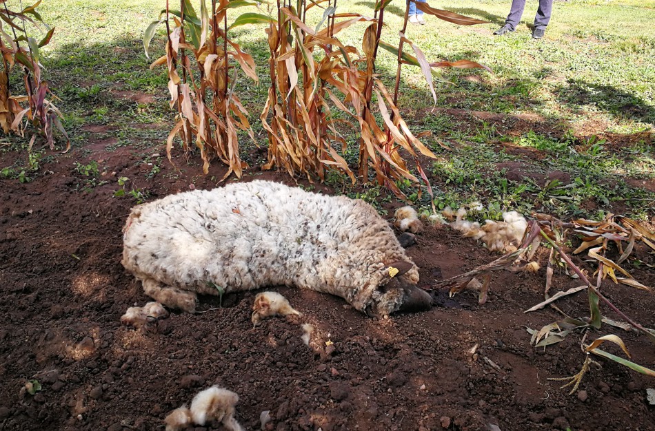 Tik ne silpnų nervų skaitytojams: vilkų „puota“ namų kiemuose