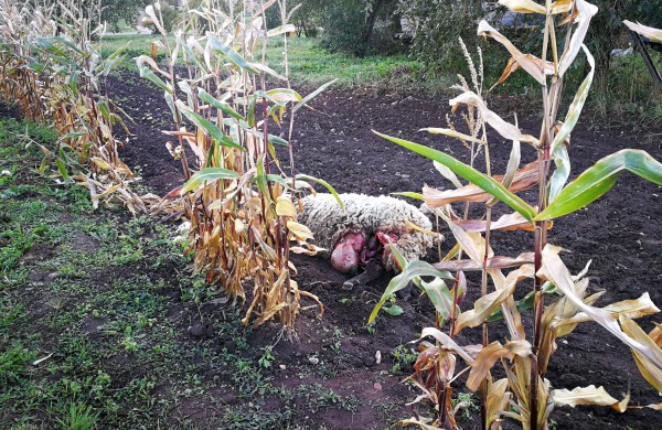 Tik ne silpnų nervų skaitytojams: vilkų „puota“ namų kiemuose