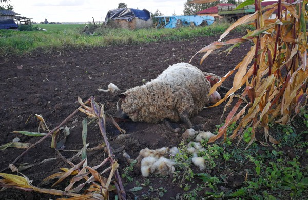 Tik ne silpnų nervų skaitytojams: vilkų „puota“ namų kiemuose