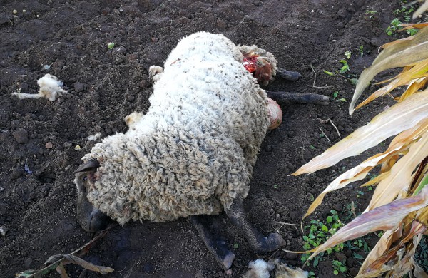 Tik ne silpnų nervų skaitytojams: vilkų „puota“ namų kiemuose