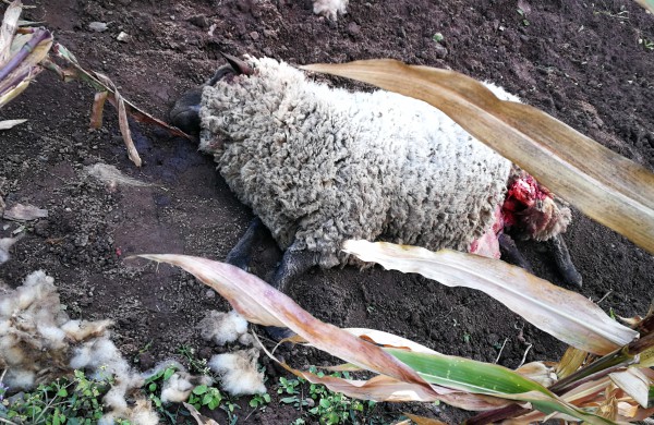 Tik ne silpnų nervų skaitytojams: vilkų „puota“ namų kiemuose