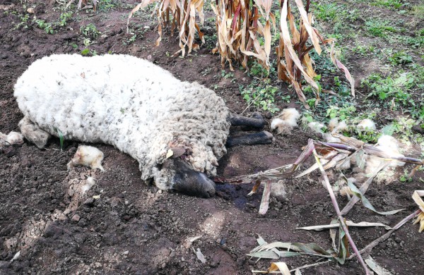 Tik ne silpnų nervų skaitytojams: vilkų „puota“ namų kiemuose