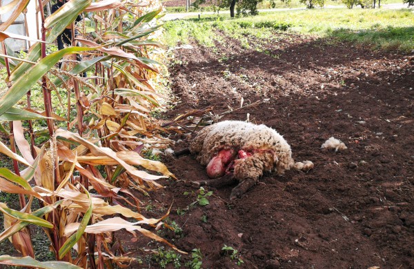 Tik ne silpnų nervų skaitytojams: vilkų „puota“ namų kiemuose