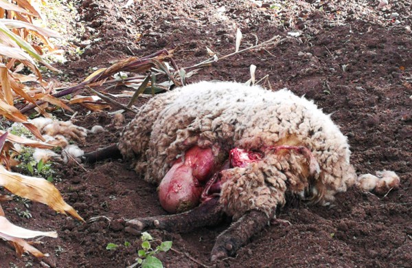 Tik ne silpnų nervų skaitytojams: vilkų „puota“ namų kiemuose