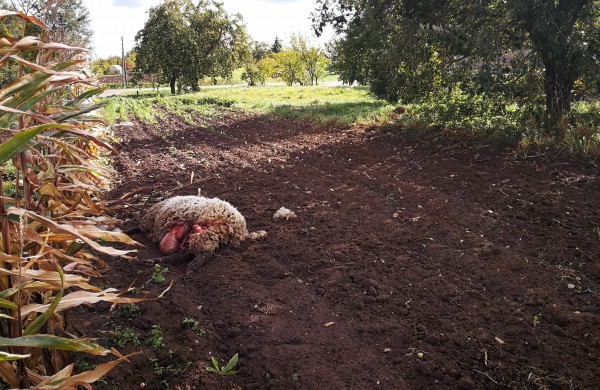 Tik ne silpnų nervų skaitytojams: vilkų „puota“ namų kiemuose