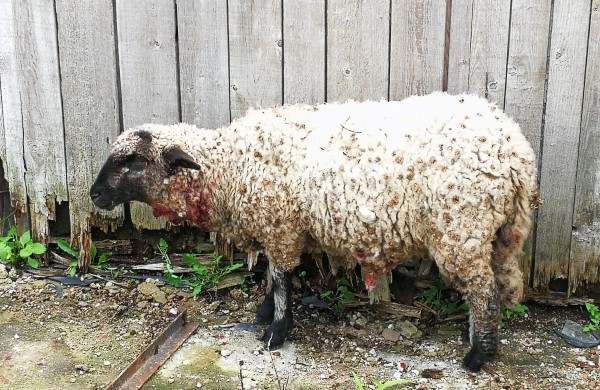 Tik ne silpnų nervų skaitytojams: vilkų „puota“ namų kiemuose