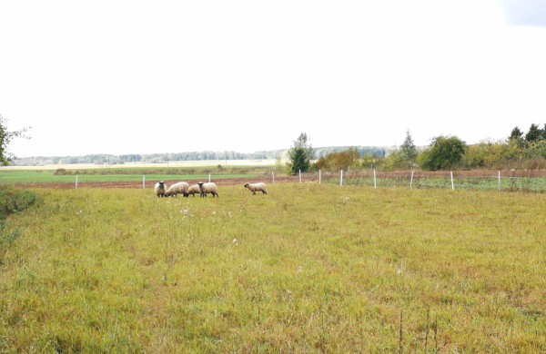 Tik ne silpnų nervų skaitytojams: vilkų „puota“ namų kiemuose