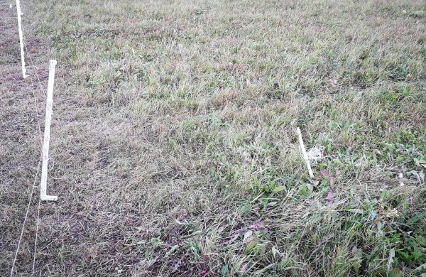 Tik ne silpnų nervų skaitytojams: vilkų „puota“ namų kiemuose