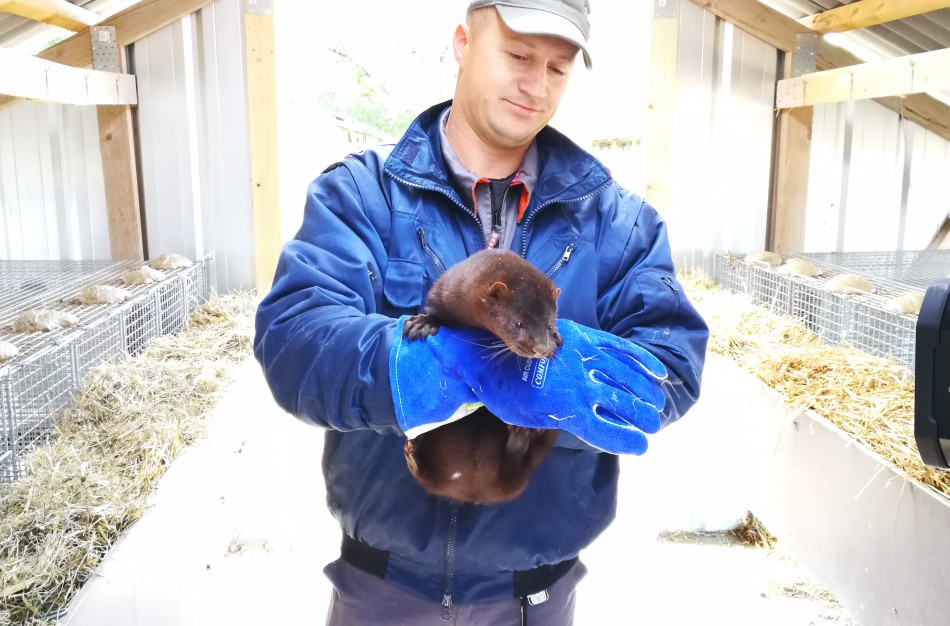 Kailinių žvėrelių ūkis - paneigta informacija dėl kankinamų gyvūnų bei sklindančio dvoko