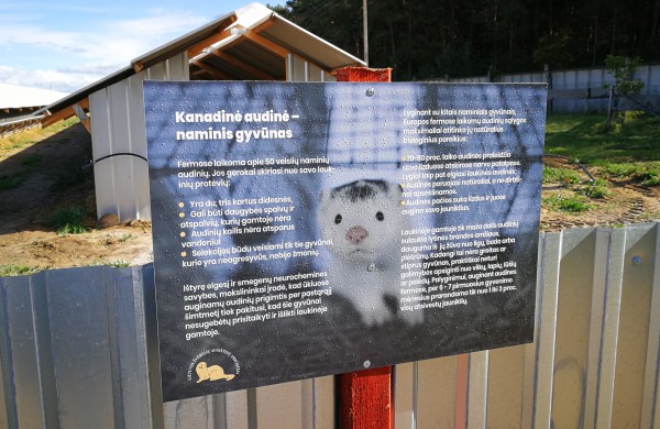 Kailinių žvėrelių ūkis - paneigta informacija dėl kankinamų gyvūnų bei sklindančio dvoko