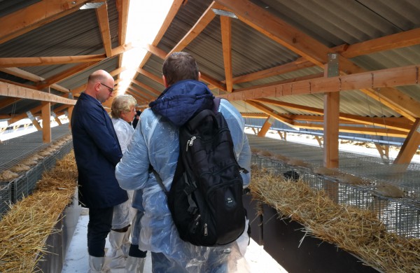 Kailinių žvėrelių ūkis - paneigta informacija dėl kankinamų gyvūnų bei sklindančio dvoko