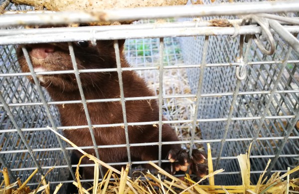 Kailinių žvėrelių ūkis - paneigta informacija dėl kankinamų gyvūnų bei sklindančio dvoko