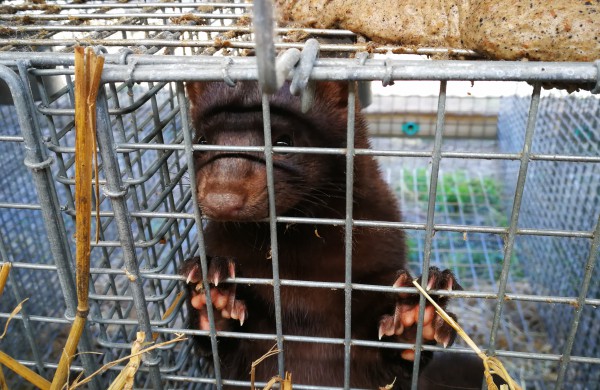 Kailinių žvėrelių ūkis - paneigta informacija dėl kankinamų gyvūnų bei sklindančio dvoko
