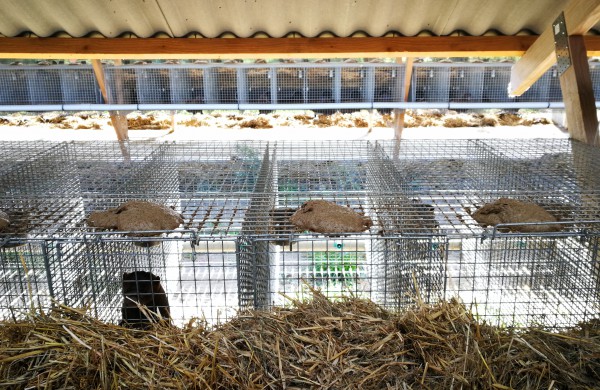 Kailinių žvėrelių ūkis - paneigta informacija dėl kankinamų gyvūnų bei sklindančio dvoko