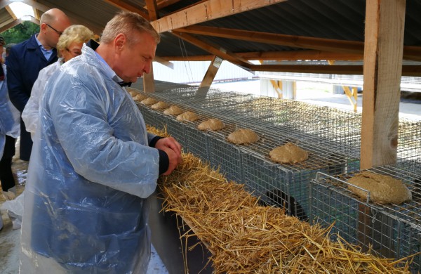 Kailinių žvėrelių ūkis - paneigta informacija dėl kankinamų gyvūnų bei sklindančio dvoko