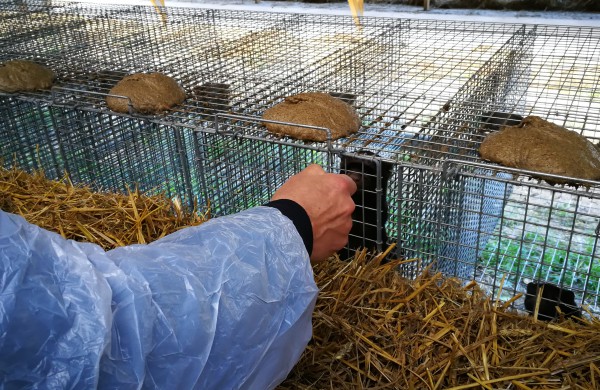 Kailinių žvėrelių ūkis - paneigta informacija dėl kankinamų gyvūnų bei sklindančio dvoko