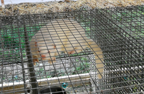 Kailinių žvėrelių ūkis - paneigta informacija dėl kankinamų gyvūnų bei sklindančio dvoko