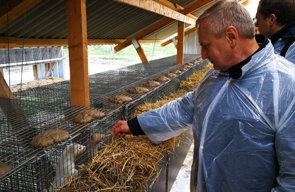 Kailinių žvėrelių ūkis - paneigta informacija dėl kankinamų gyvūnų bei sklindančio dvoko