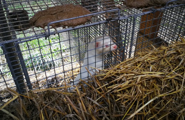 Kailinių žvėrelių ūkis - paneigta informacija dėl kankinamų gyvūnų bei sklindančio dvoko