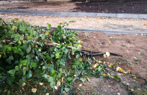 Kodėl Ramybės skvere staigiai pradėta šalinti medžius?