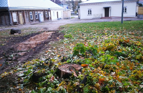 Kodėl Ramybės skvere staigiai pradėta šalinti medžius?