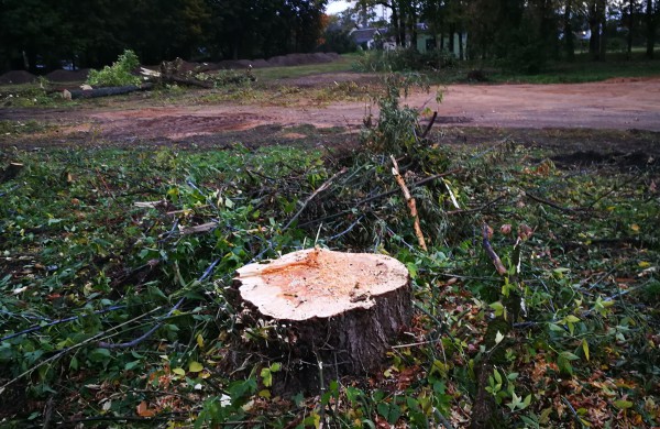 Kodėl Ramybės skvere staigiai pradėta šalinti medžius?