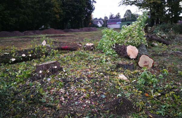 Kodėl Ramybės skvere staigiai pradėta šalinti medžius?