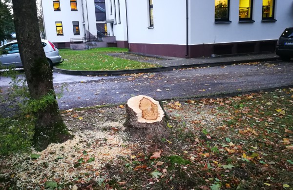 Kodėl Ramybės skvere staigiai pradėta šalinti medžius?