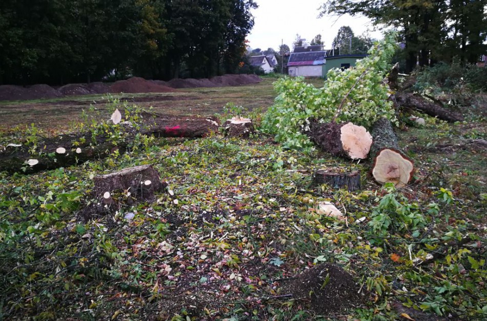 Ramybės skvere nupjautų medžių vertė 17 415 eurų  