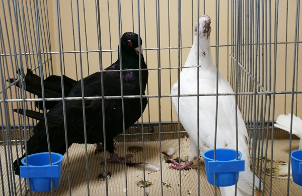 Vaikų rankomis į dangų paleisti pašto karveliai