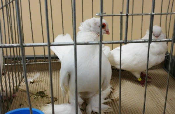 Vaikų rankomis į dangų paleisti pašto karveliai