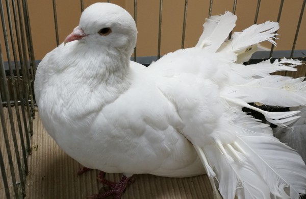 Vaikų rankomis į dangų paleisti pašto karveliai