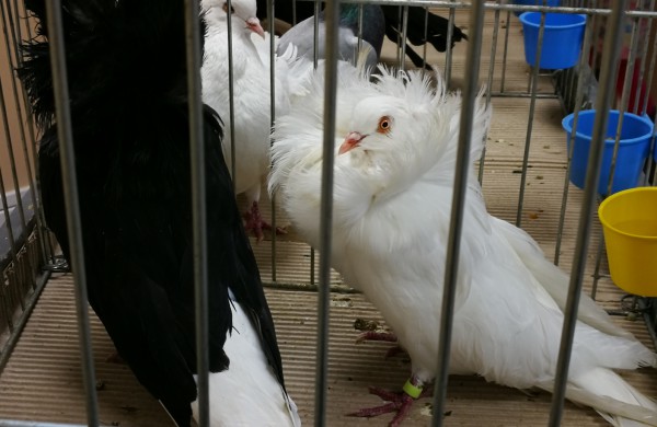 Vaikų rankomis į dangų paleisti pašto karveliai