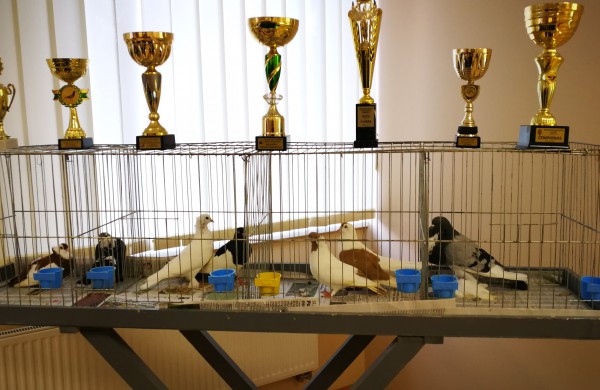 Vaikų rankomis į dangų paleisti pašto karveliai