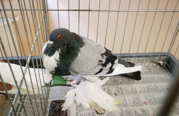 Vaikų rankomis į dangų paleisti pašto karveliai