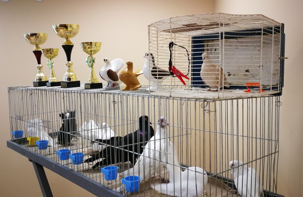 Vaikų rankomis į dangų paleisti pašto karveliai