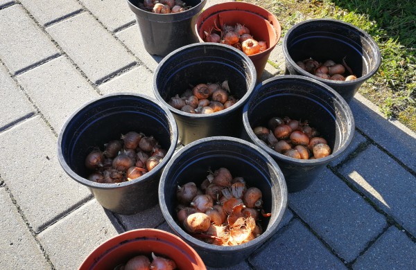 Šiandien pasodinta 3 tūkstančiai Krokų svogūnėlių