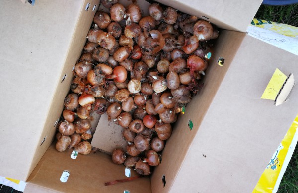 Šiandien pasodinta 3 tūkstančiai Krokų svogūnėlių