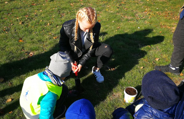 Šiandien pasodinta 3 tūkstančiai Krokų svogūnėlių