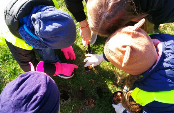 Šiandien pasodinta 3 tūkstančiai Krokų svogūnėlių