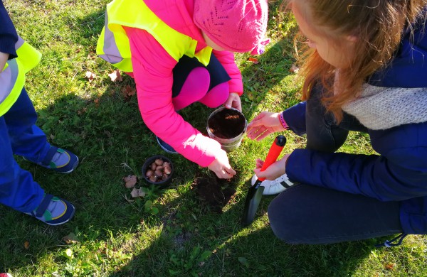 Šiandien pasodinta 3 tūkstančiai Krokų svogūnėlių