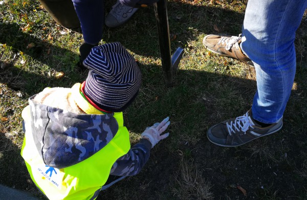 Šiandien pasodinta 3 tūkstančiai Krokų svogūnėlių